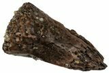 Cretaceous Fossil Turtle Claw - Hell Creek Formation, Montana #306600-1